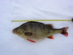 Рыбалка на озере Окуневое в Томской области. Окунь 45 см. 1720 г.