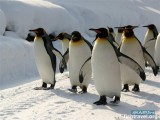 "Пингвины" - подумали люди, "пингвины" подумали -пингвины