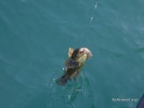 Рыбалка на Камчатке - морские прогулки 