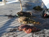 Морская рыбалка на Камчатке