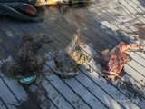 Морская рыбалка на Камчатке