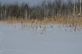 Зимник до озера Большое Белое пролегает по таежной местности и болотам