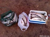 Рыбалка в Новосибирске на водохранилище, второе закрытие сезона :))