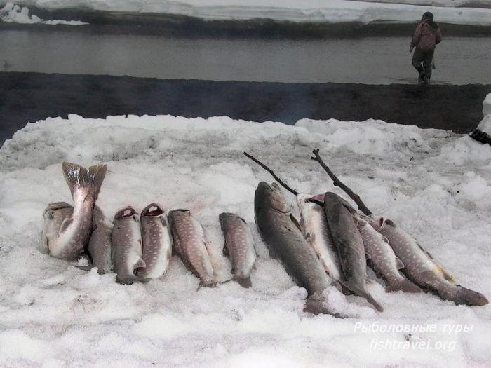 Камчатская кунджа. Рыбалка на Камчатке