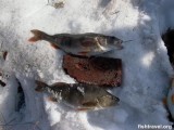 Зимняя рыбалка в Томской области.