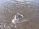 Рыбалка на реке Радуга на Камчатке