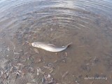 Рыбалка на реке Радуга на Камчатке