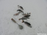 Зимняя рыбалка в Новосибирской области.