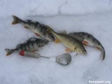 Зимняя рыбалка в НСО