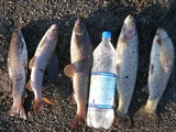 Рыбалка на Камчатке. Сезон 2009. Река Радуга