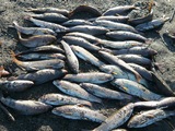 Рыбалка на Камчатке. Путешествия по Камчатке. Kamchatka Travel