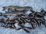 Рыболовные туры в Томскую область.