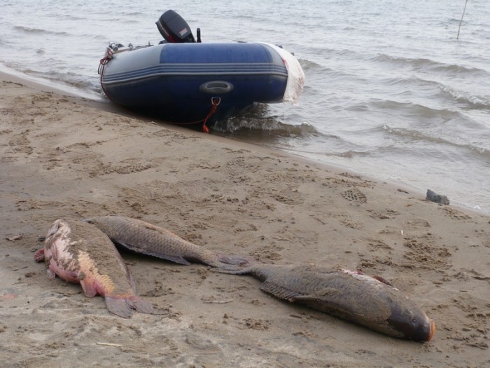 Новосибирск рыбалка. Обское море.