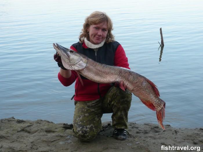 Рыбалка на реке Обь в Колпашевском районе Томской области. Щука 11 200 гр.