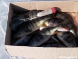 Все как на подбор окуня Все как на подбор окуня